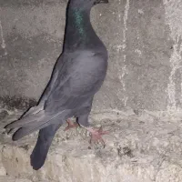 کبوتر ماده