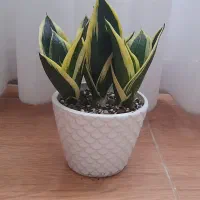 سانسوریا بلک گلد|گل و گیاه طبیعی|آستانه اشرفیه, |دیوار