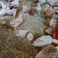 جوجه لوهمن اصیل ۱ روزه|حیوانات مزرعه|کرج, خرمدشت|دیوار