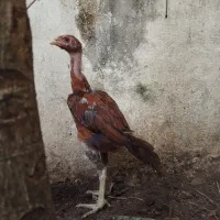 جوجه لاری ۲ماهه
