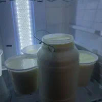 شیر محلی گاوی