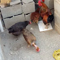 فروشی حراج کردم