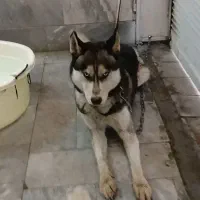 سگ هاسکی
