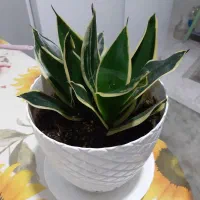 فروش گل های آپارتمانی وبیرونی|گل و گیاه طبیعی|تنکابن, |دیوار