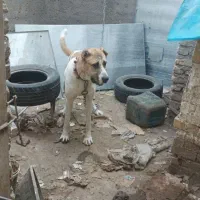 سگ نگهبان|سگ|مشهد, گرجی علیا|دیوار