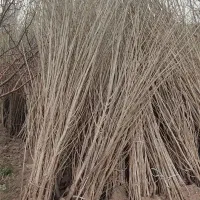 درخت صنوبر نهال صنوبر،قلمه،ارزان اصلاح شده