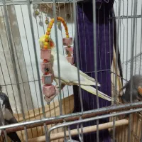 عروس هلندی،فروش یا معاوضه|پرنده|صومعهسرا, |دیوار