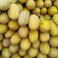 خربزه مشهدی