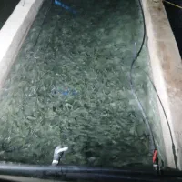 فروش ماهی زنده ولاشه قزل الا