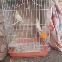 فروش یک جفت عروس هلندی با قفس