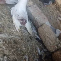 تعداد ۱۰عدد کفتر کشتنی