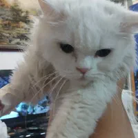 واگذاری پرشین رایگان