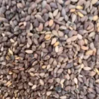 کنجد درجه ۱ حمیدیه