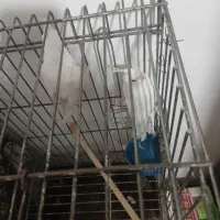 طوطی عروس هلندی