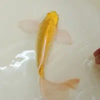 کوی یامابوکی باله بلند اصل