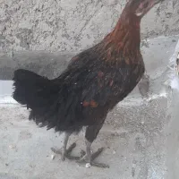 مرغ بومی،نیمچه خروس و مرغ بومی،گلین|حیوانات مزرعه|خمینی‌شهر, |دیوار