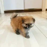 سگ پامر اصل