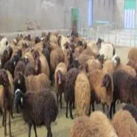 گوسفند‌فروشی