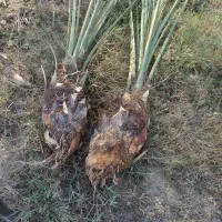 پاجوش استعمران