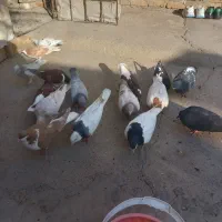 ۱۶عدد سیاپوش زرد سورخ سیاه همرنگ توقی