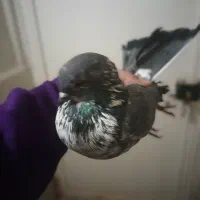 تعدادی کبوتر به‌شرط قاره سفید ..|پرنده|رباط‌کریم, رباط‌کریم|دیوار