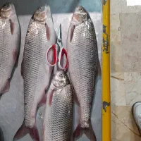 ماهی سفید بندر انزلی