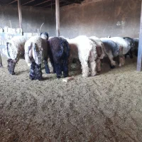 بره چاق|حیوانات مزرعه|بیضا, |دیوار