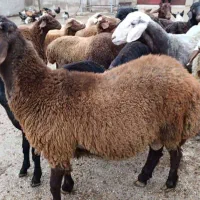 گوسفند ، بره کشتاری ، گوشتی ، تخمی|حیوانات مزرعه|نکا, |دیوار