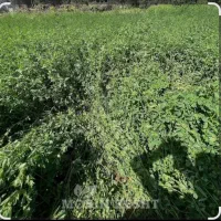 یونجه کوبیده شده