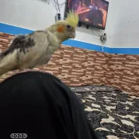 عروس هلندی‌گم‌شده