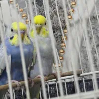 مرغ عشق رینبو و کوتوله و گرینجیک زوران