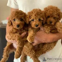 سگ توله توی پودل / پودل مینیاتوری|سگ|تهران, تهرانسر مرکزی|دیوار