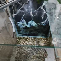 لوازم آکواریوم