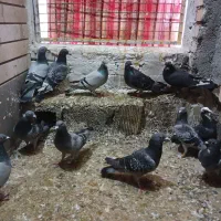 کبوتر پلاکی