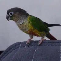 طوطی گرینجیک ۴ ماه  کاملا اهلی|پرنده|ارومیه, |دیوار