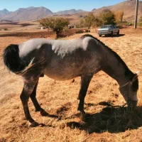 اسب نریان نژاد کورد|اسب و تجهیزات اسبسواری|سنندج, |دیوار