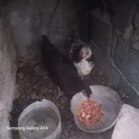 جوجه محلی بزرگ|حیوانات مزرعه|گرگان, |دیوار