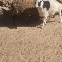 بره نر|حیوانات مزرعه|درمیان, |دیوار