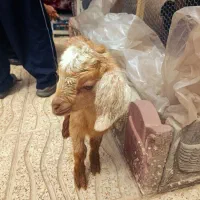 بره یا بز ایستیرم