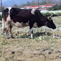 گاو شیری باگوساله ماده هفت روز