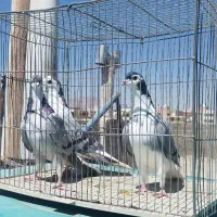 دو عدد ماده یک عدد نر بشرط|پرنده|اصفهان, کساره|دیوار