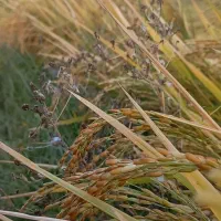 برنج کامفیروزی به شرط پخت