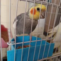 عروس هلندی