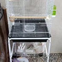 طوطی برزیلی جفت خورده