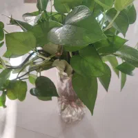 گل طبیعی|گل و گیاه طبیعی|شیراز, بازار|دیوار