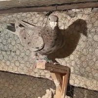 ۳ تا نر زرنگ و زد خوردی. فیض اباد|پرنده|مه ولات, |دیوار