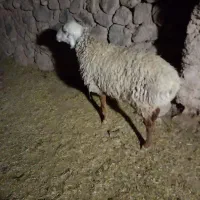 سلام یک عدد تقلی چینی فروشی یا معاوضه