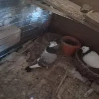 کفتر طوقی|پرنده|سده (خراسان جنوبی), |دیوار