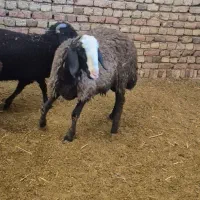 بره نر شال قوچی و قوچ ۴دندان|حیوانات مزرعه|کبودرآهنگ, |دیوار