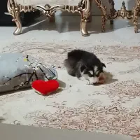 واگذاری توله هاسکی